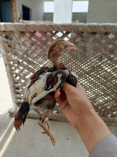 aseel sindhi chicks avalible for sale total 5 hain