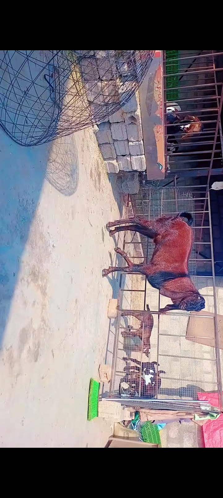 Breeder 0