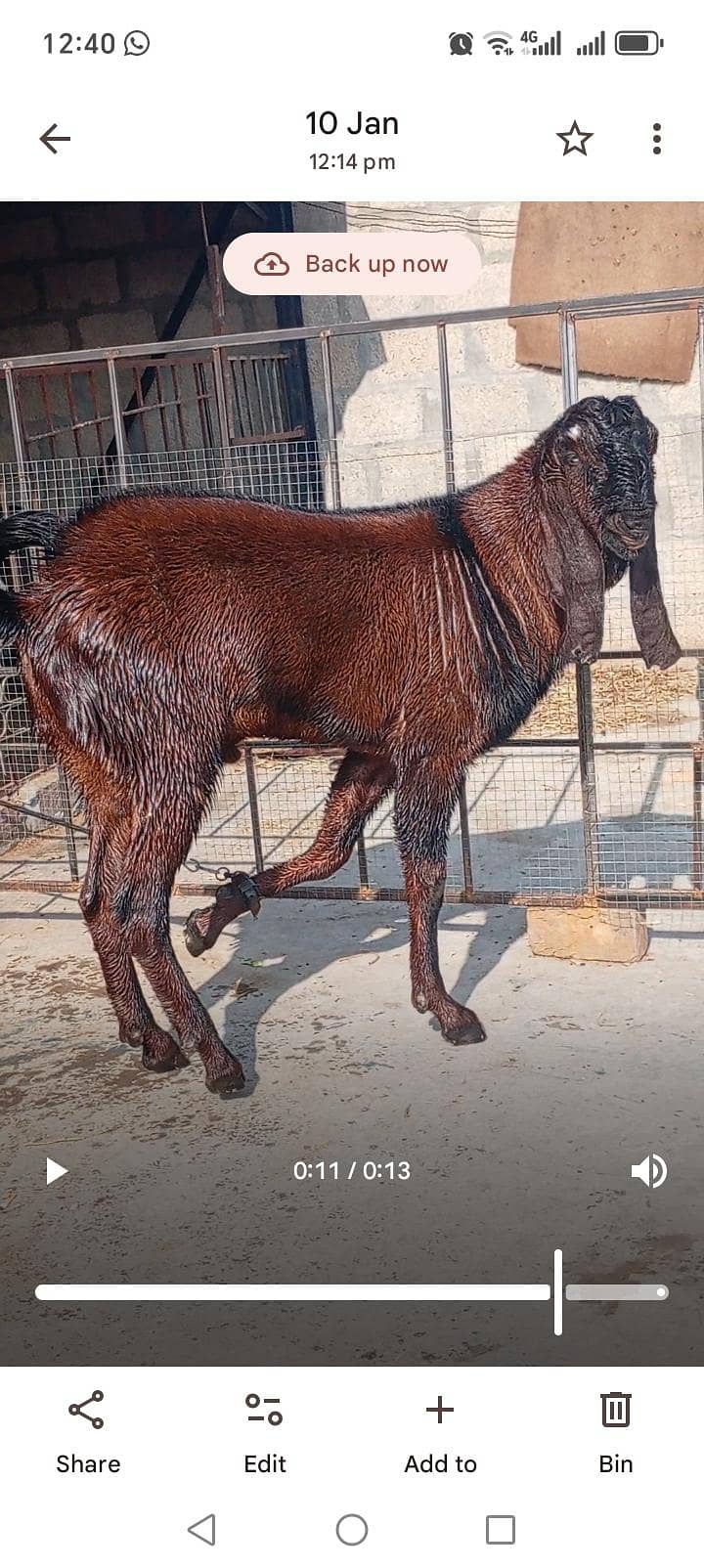 Breeder 4