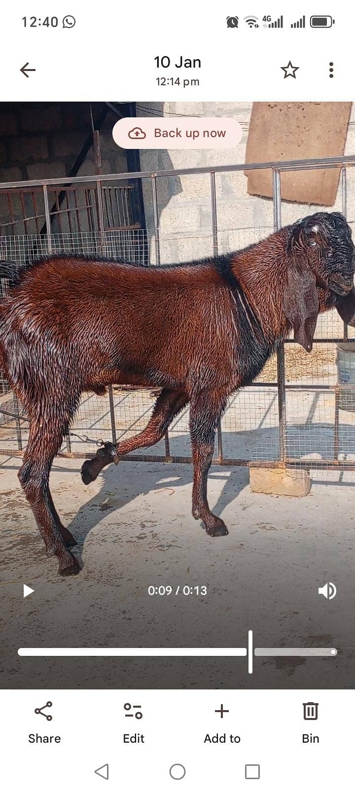 Breeder 5