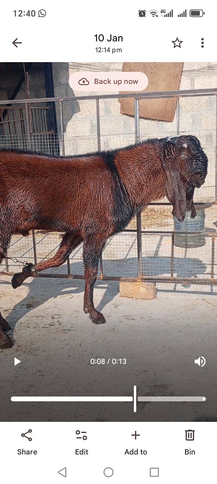 Breeder 6