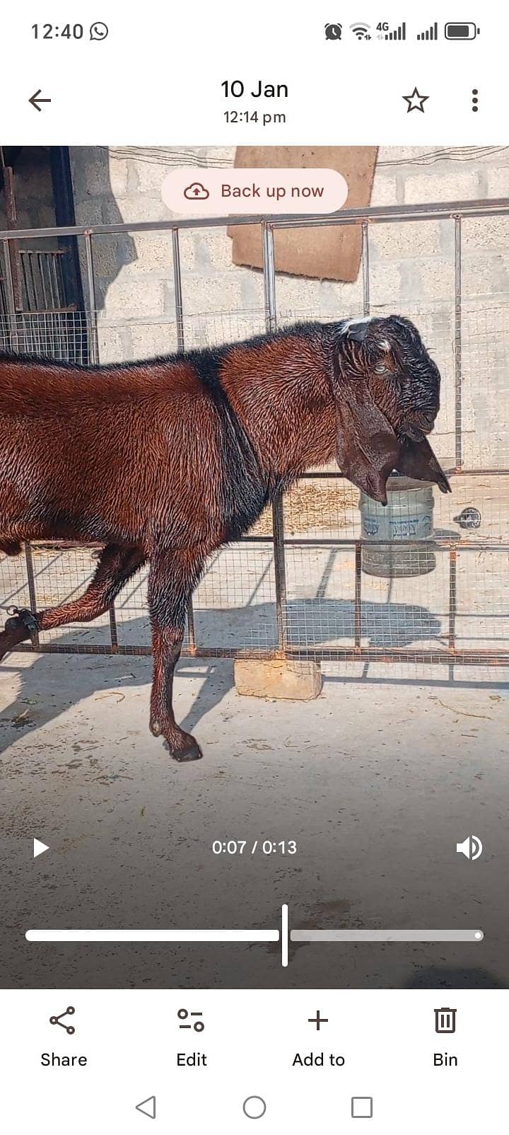 Breeder 7