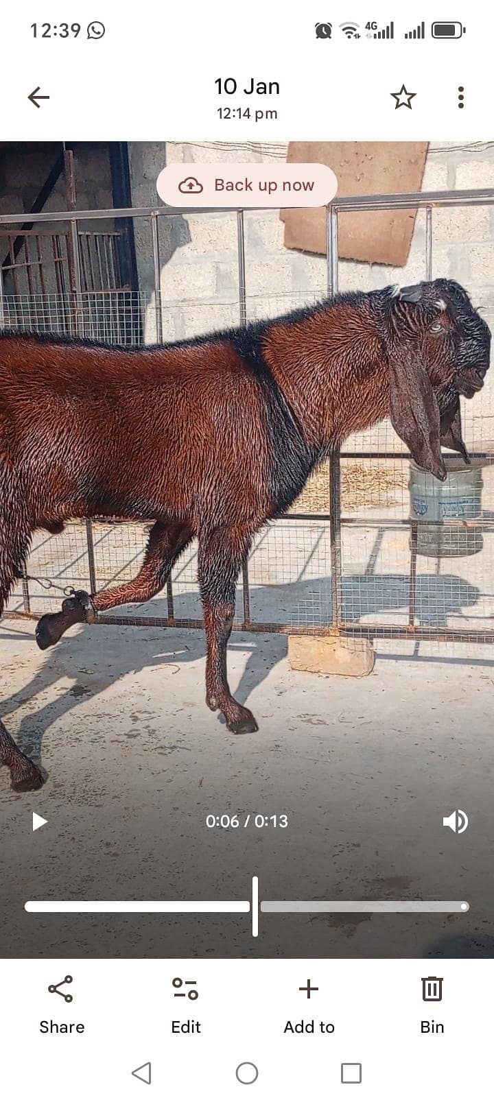 Breeder 8