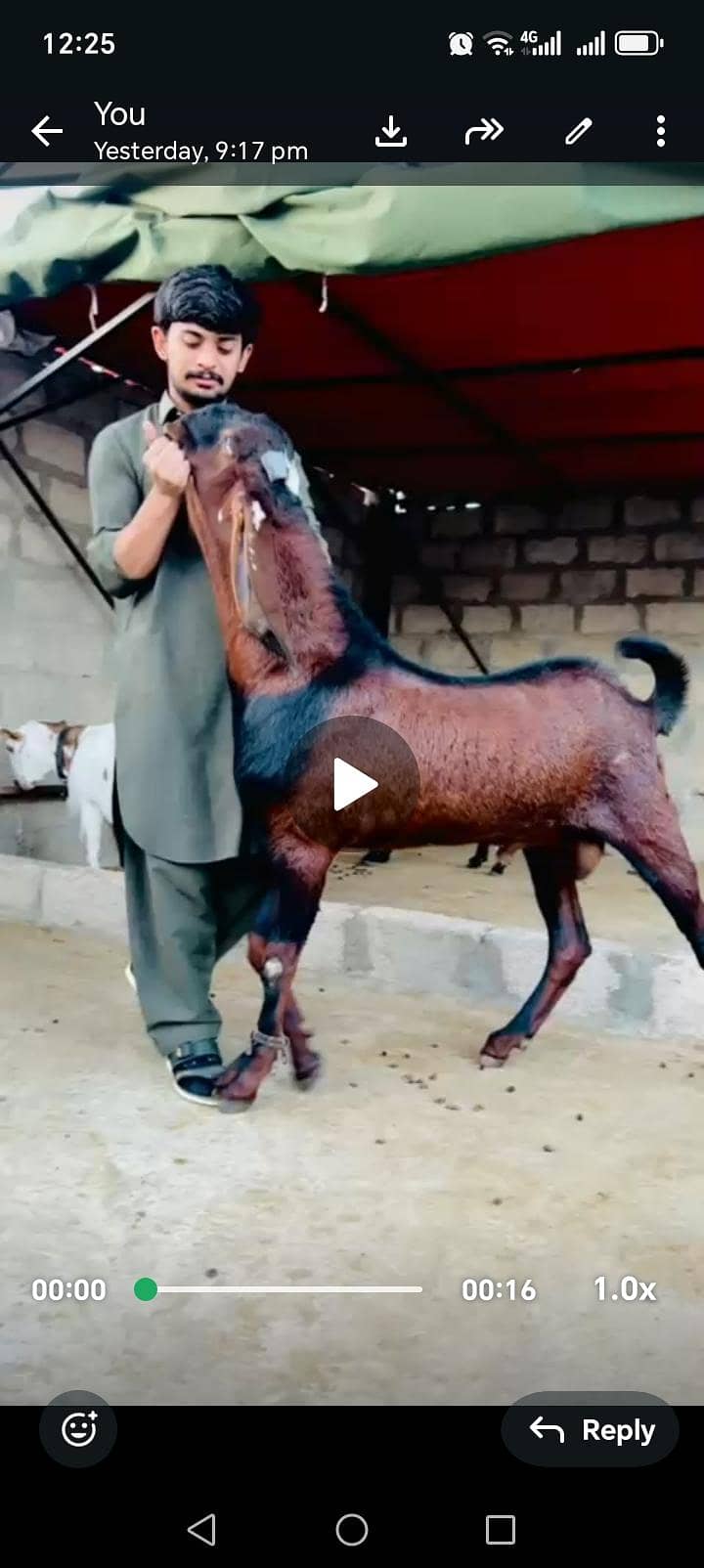 Breeder 11