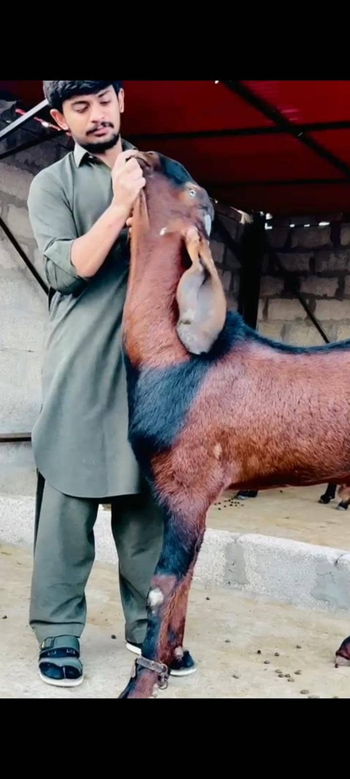 Breeder 13