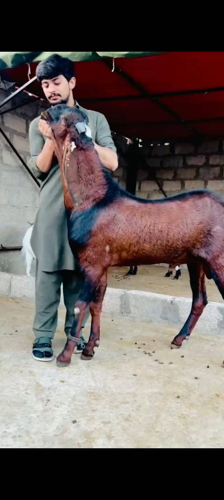 Breeder 14