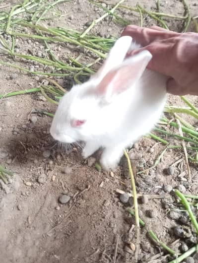 خرگوش کی فروخت