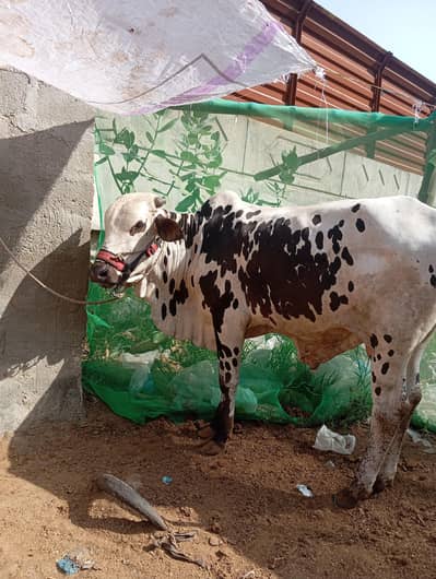 deasi cow