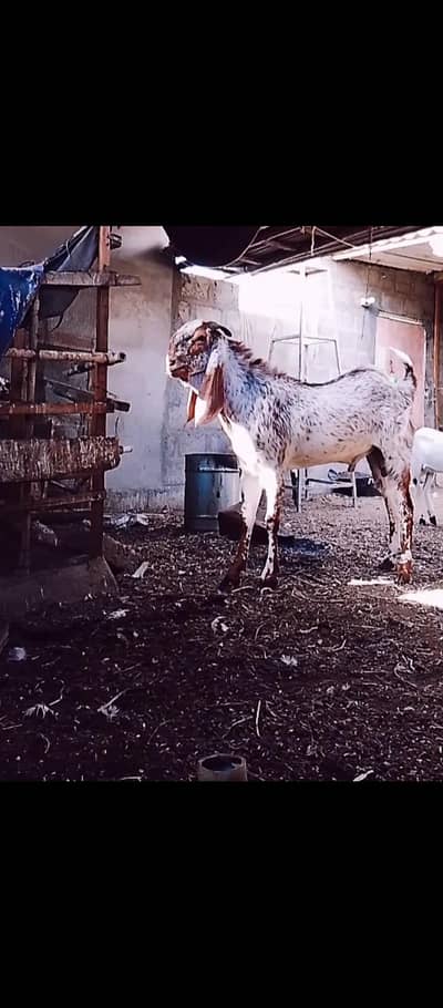 maka chini bakra