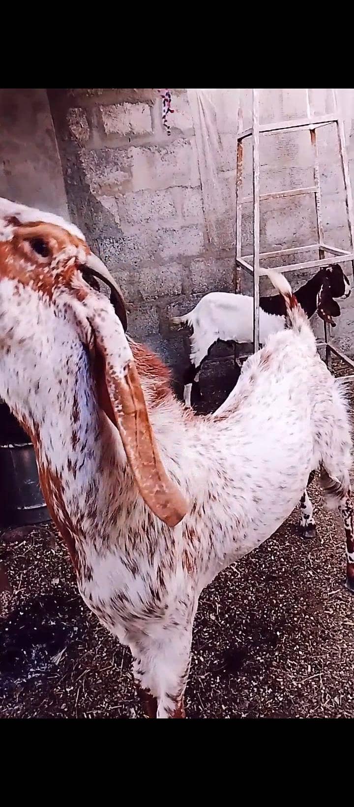 maka chini bakra 2