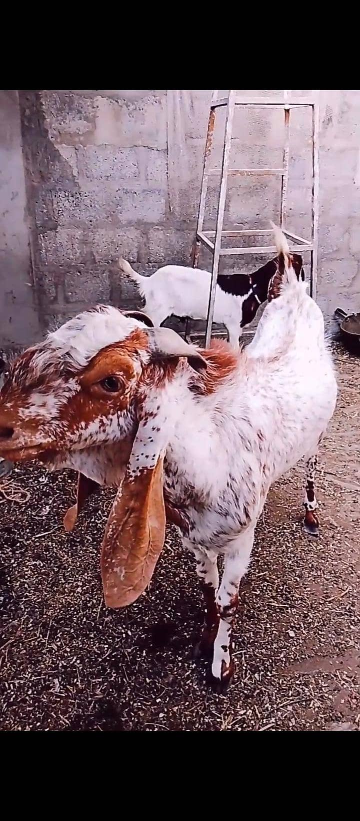 maka chini bakra 3