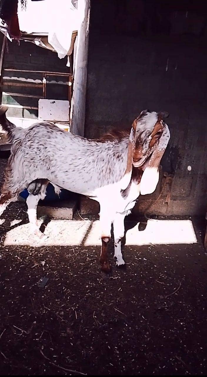 maka chini bakra 4