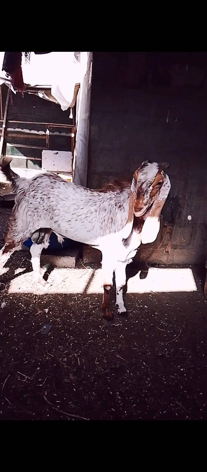 maka chini bakra 5
