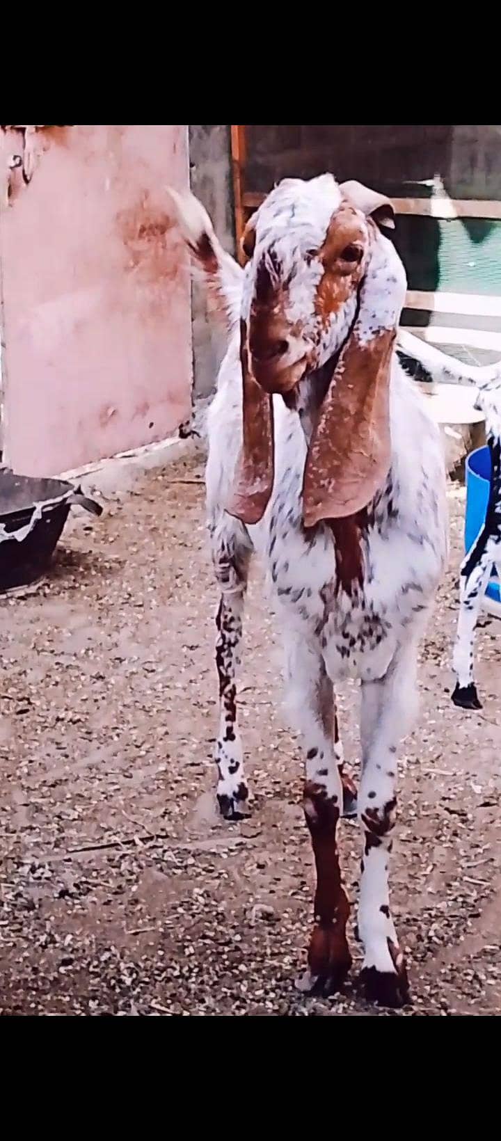 maka chini bakra 6