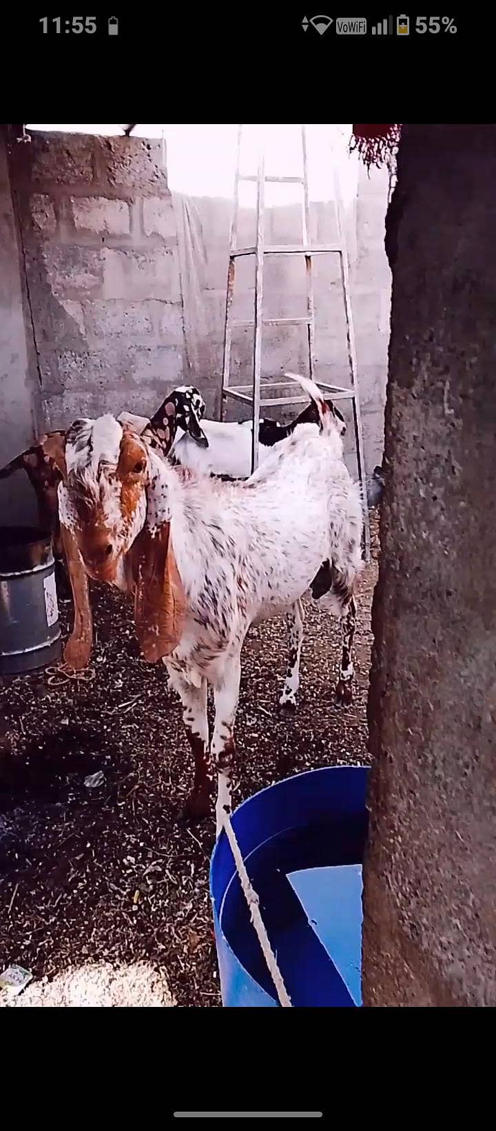 maka chini bakra 7