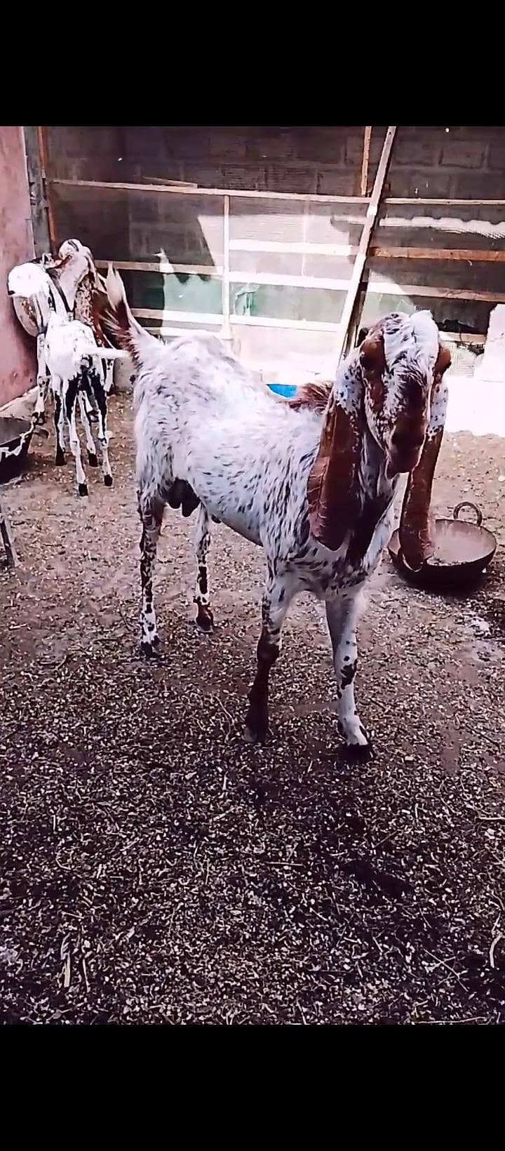 maka chini bakra 8