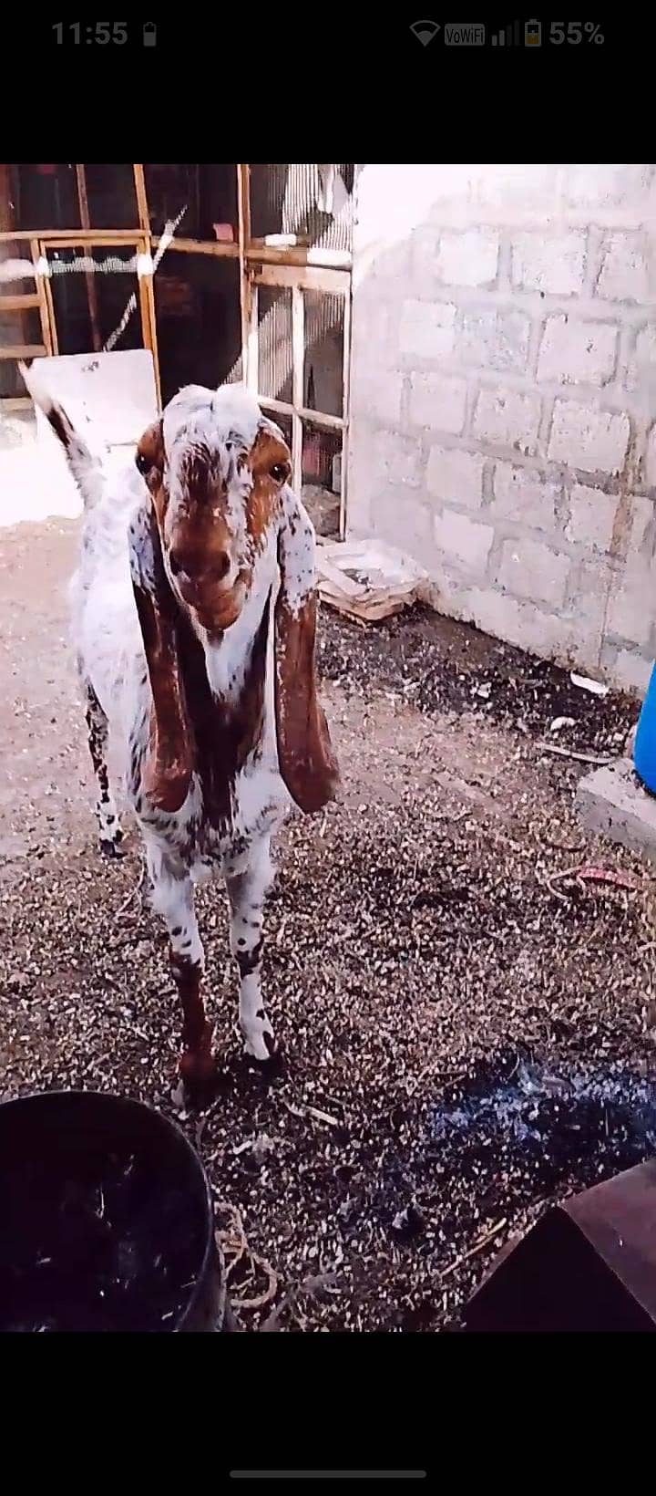 maka chini bakra 9