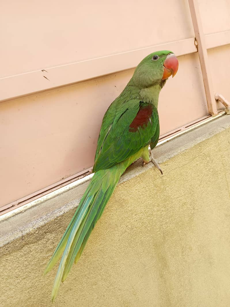 kashmiri Raw Male Parrot | For Sale 0
