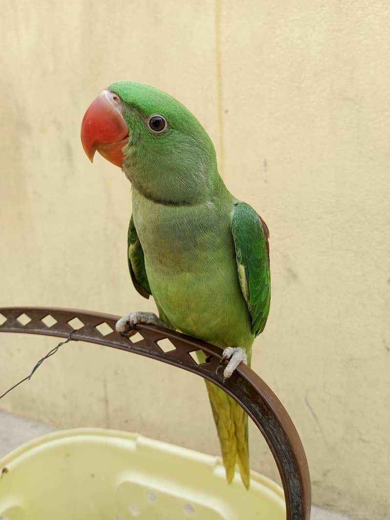 kashmiri Raw Male Parrot | For Sale 1