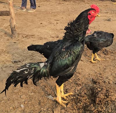 Pure Heera and Lassani Mushkay (Nawab walay) breed