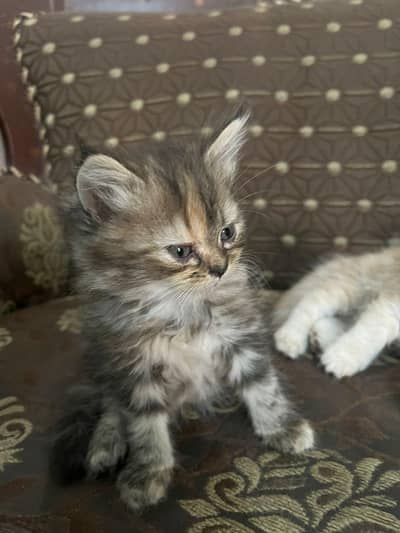 salam i am selling persian kitten triple coat