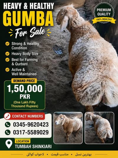 Heavy Healthy Gumba For Sale | Premium Sheep | Tumbah Shinkiari