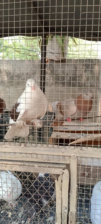 breador pigeons pair for sale