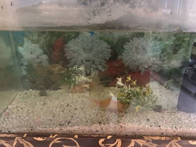 Fish aquarium