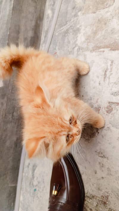 Persian 3 coted