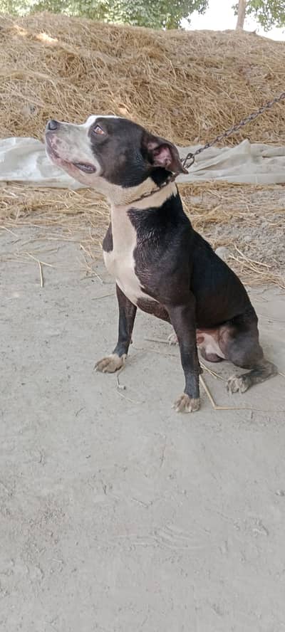 American Pit Bull Terrier || Pitbull Bully dog || Bully Dog For Sale