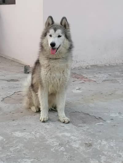 Siberian Husky male & Female Dog for sale | puppy also available