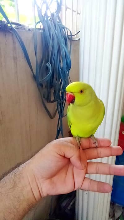 03369510495 Green ringneck parrot handtame male