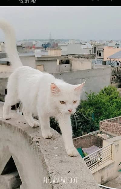 Persian white cat
