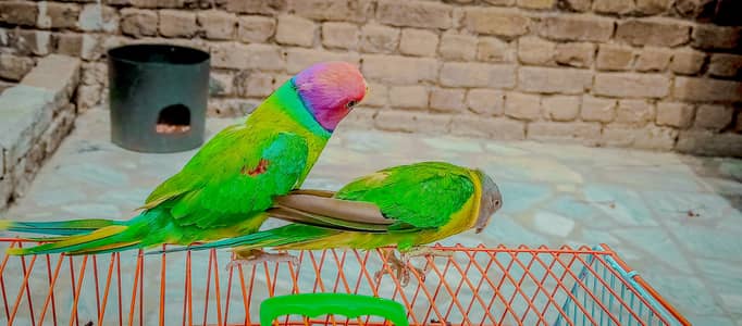urgent for sale plum head pair