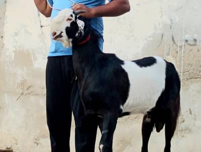 Qurbani Ka bakra for sale