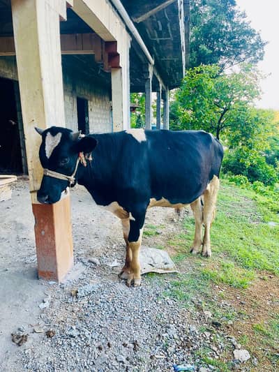 Qurbani ka janwar 2026