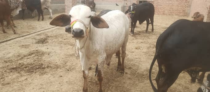 Bachda for qurbani