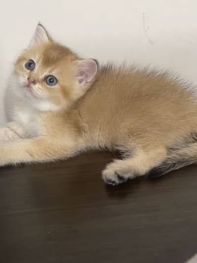 British Short Hair Kittens