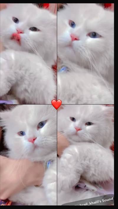 Persian Male cat