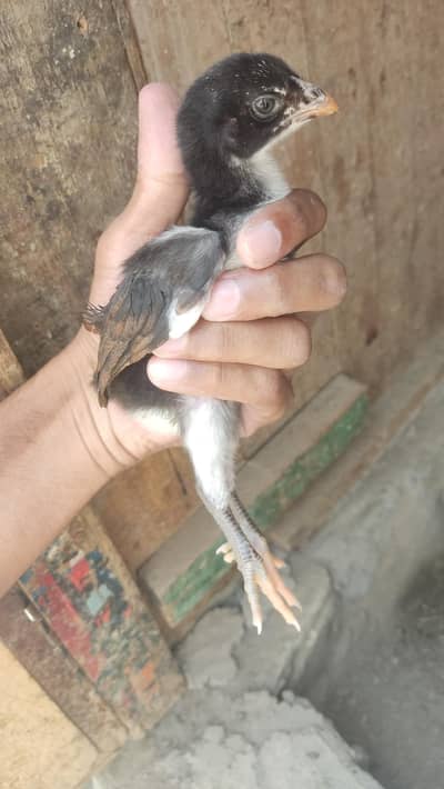 aseel hen available he sath main 7 chicks hain