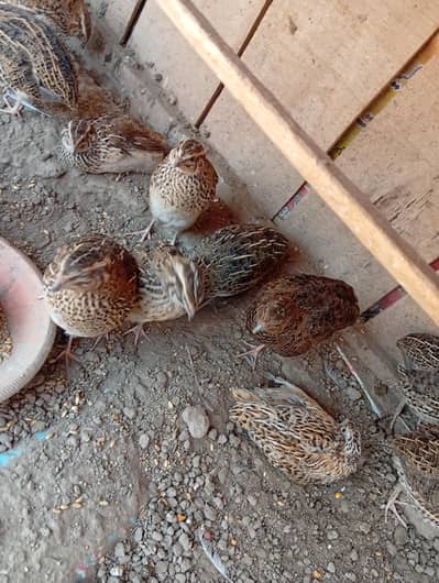 Home Raised Healthy Batair 22 Quantity 2 Months Old