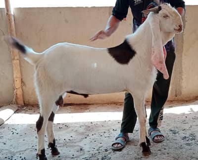 2 danth qurbani 2026k