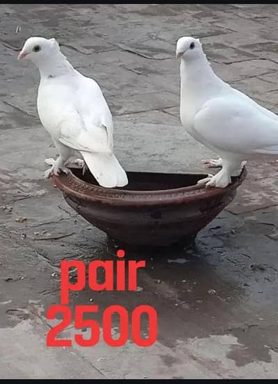 white sentient pair