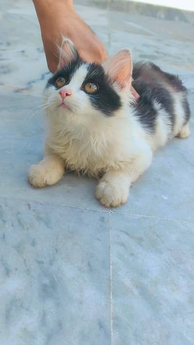 Persian Cat , female , age:5-6 months
