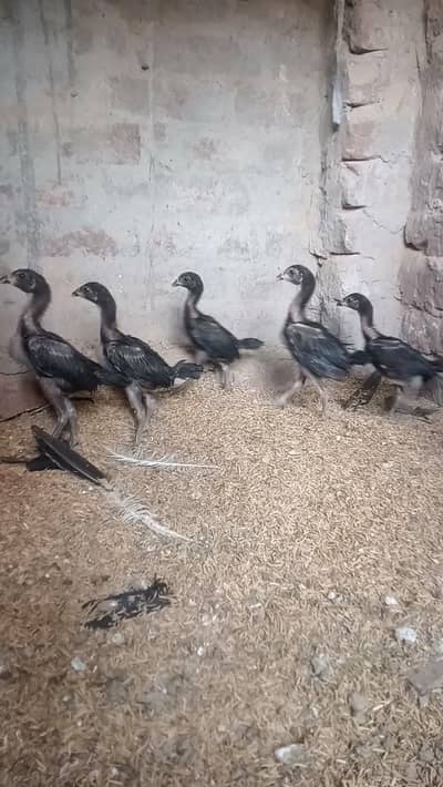 Top quality panas pakkoy , European burmi chicks  03137576762