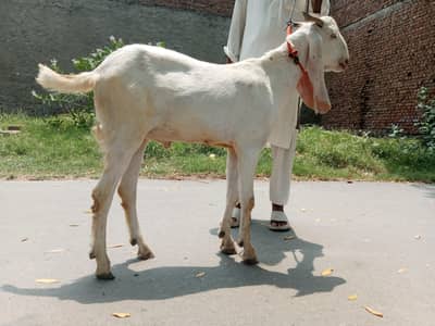 Qurbani goat