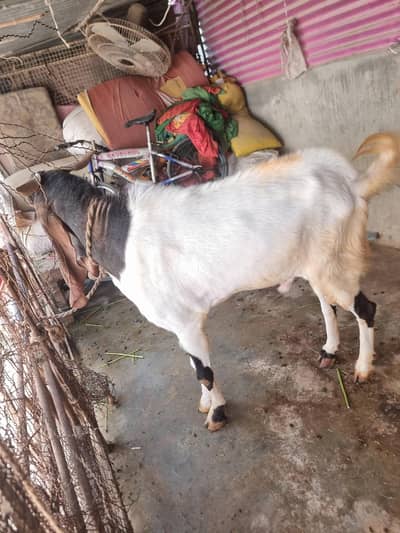 4 daant ado bakra