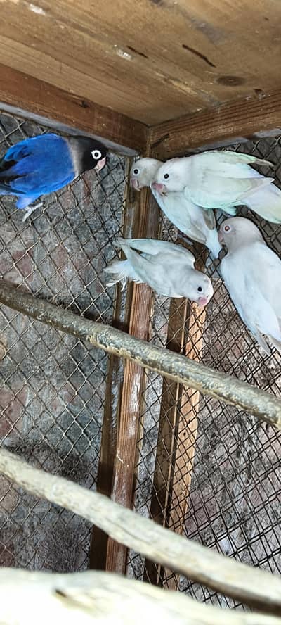 love birds healthy  1 pair red eye and black eye albino