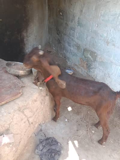 pure larkana or kamori bakre dumba
