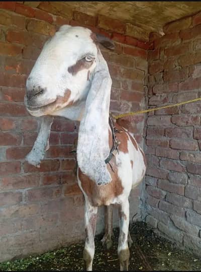 pure desi big goat for sale